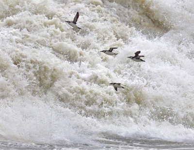 Razorbill (bottom) and Guillemots