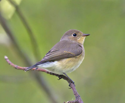 Red-breasted Flycatcher 