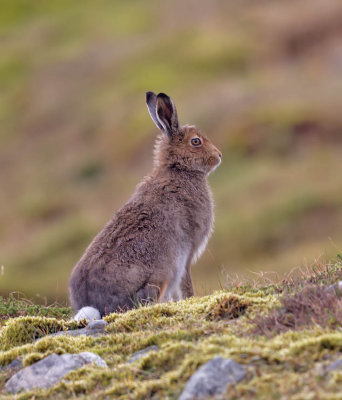 Mountain Hare 