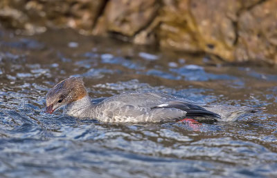 Goosander 