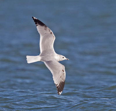 Common Gull (adult winter)