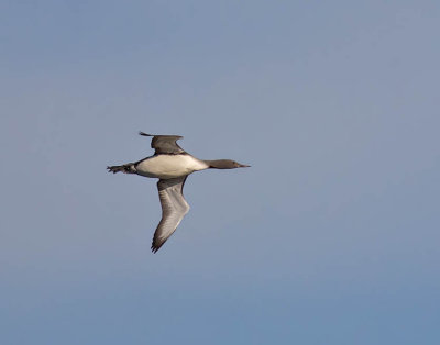 Red-throated Diver