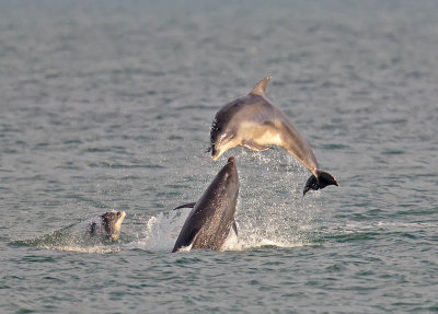 Bottlenose Dolphins