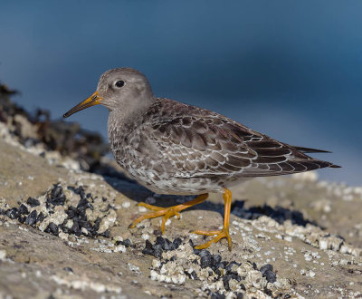 Purple Sandpiper