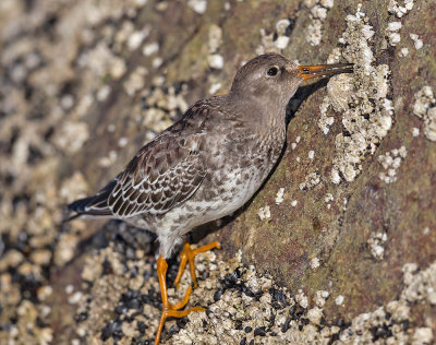 Purple Sandpiper
