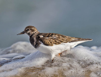 Turnstone 