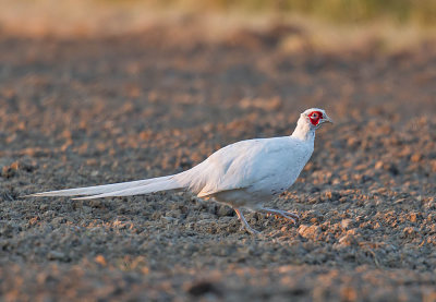 Pheasant 