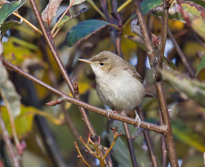 Eastern Olivaceous Warbler 