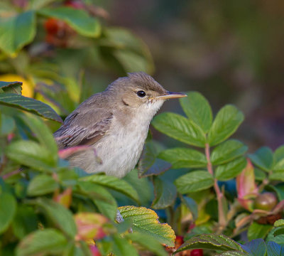 Eastern Olivaceous Warbler