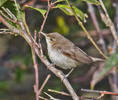 Eastern Olivaceous Warbler