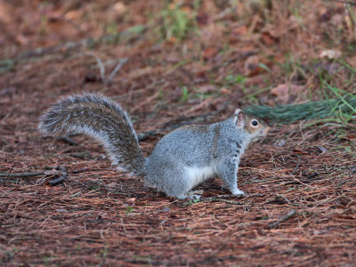 Grey Squirrel Tentsmuir Forest