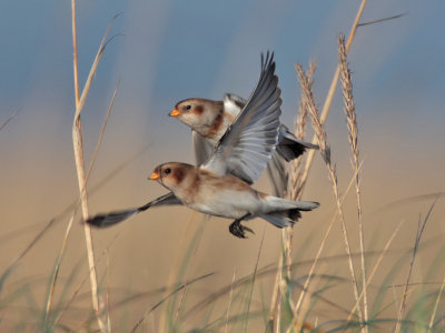 Snow Bunting Kinshaldy