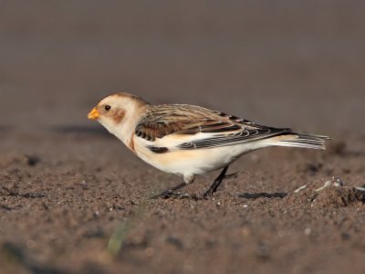Snow Bunting Kinshaldy