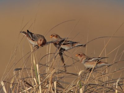Snow Bunting Kinshaldy