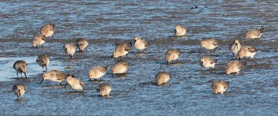  Dunlin Eden Estuary