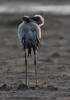 Common Crane St Monans (Balbuthie Farm)