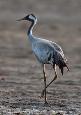 Common Crane St Monans (Balbuthie Farm)