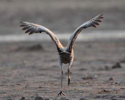 Common Crane St Monans (Balbuthie Farm)