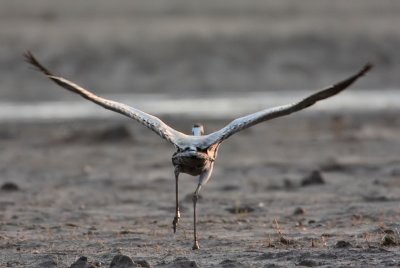 Common Crane St Monans (Balbuthie Farm)