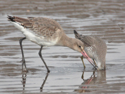 Black-tailed Godwit about to steal from Knot