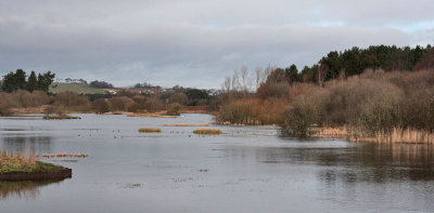 Morton Lochs looking towards Tayport