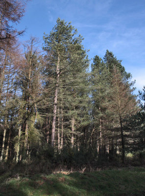 Morton Lochs approach path