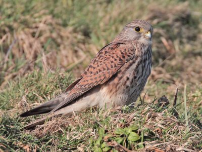 Kestrel (female) St Monans