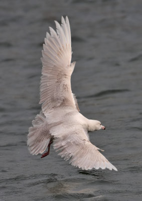 Glaucous Gull Pittenweem Harbour