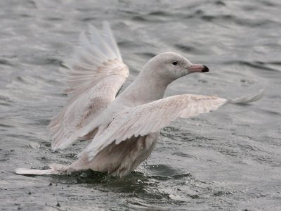 Glaucous Gull Pittenweem Harbour