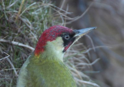 Green Woodpecker St Monans