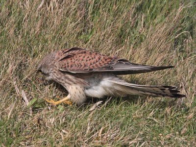 Kestrel catching a beetle