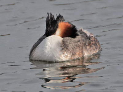 Great Crested Grebe Kilconquhar Loch