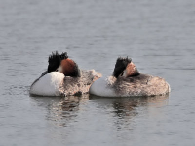 Great Crested Grebe Kilconquhar Loch