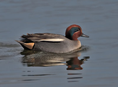 Teal Kilconquhar Loch