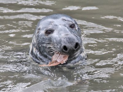 Grey Seal Pittenweem Harbour