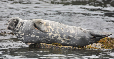 Grey Seal