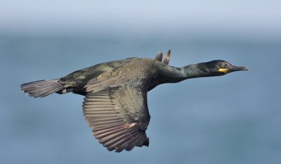 Shag