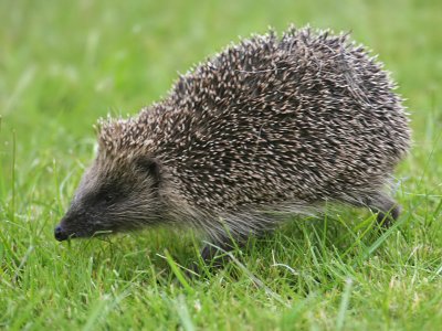 Hedgehog