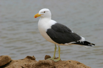 Cape Gull Walvis Bay