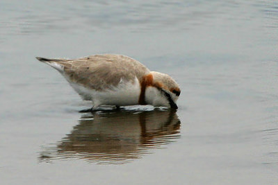 Chestnut-banded Plover Walvis Bay