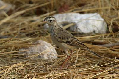 Grassveld Pipit Etosha NP