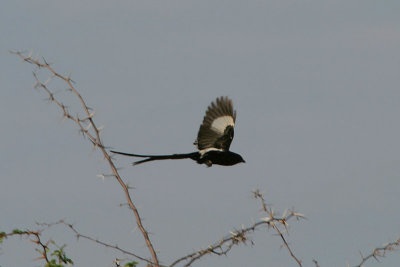 Magpie Shrike Botswana
