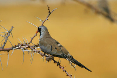 Namaqua Dove male