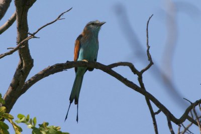 Racket-tailed Roller Namibia