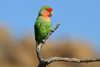 Rosy-faced Lovebird