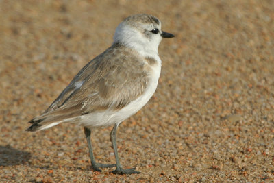 White-fronted Plover Walvis  Bay