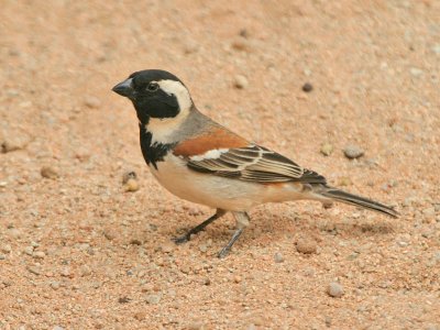 Cape Sparrow (male) Namibia