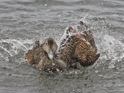 Eider duck bathing