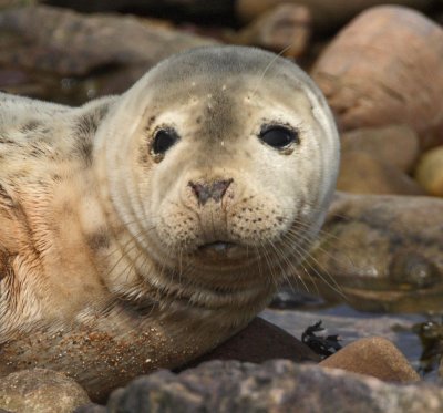 Grey Seal pup