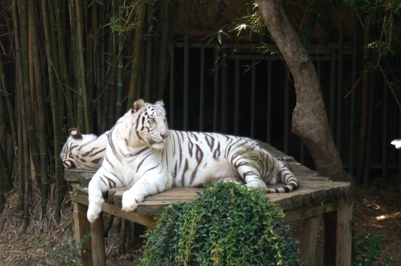 White Tigers